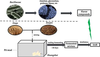 Occurrence, Diversity, and Character of Bacillaceae in the Solid Fermentation Process of Strong Aromatic Liquors